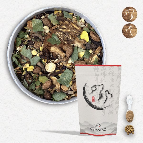 Cani TAO-QING / Epilepsie Chien