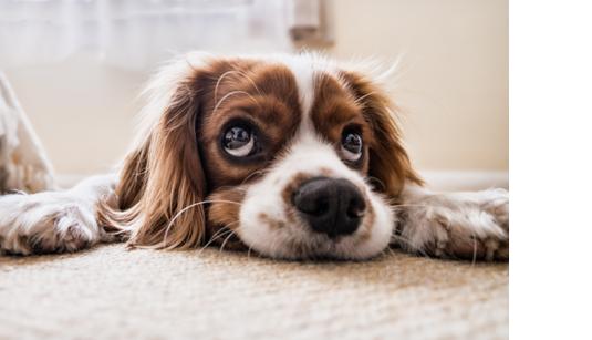 Que faire si mon chien souffre d'arthrose ? – Curafyt