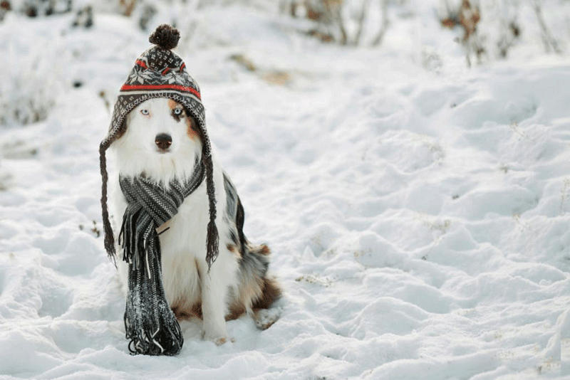 Chien avec son bonnet dans la neige