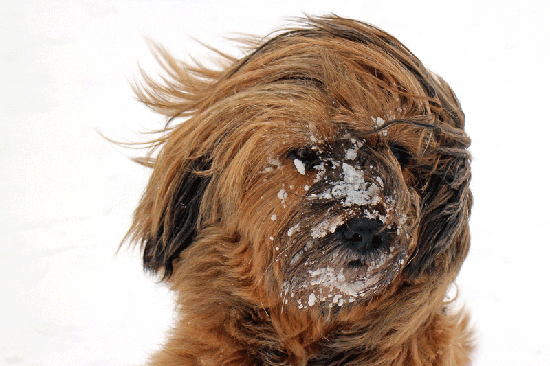 Chien tout poils au vent dans la neige