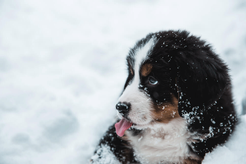 Chiot goûte à ses premiers flocons