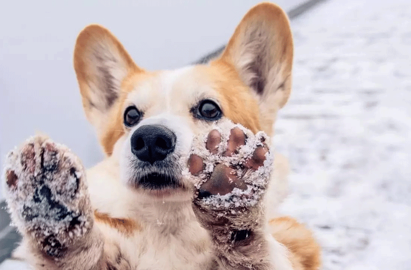 Les coussinets des chiens sont à protéger