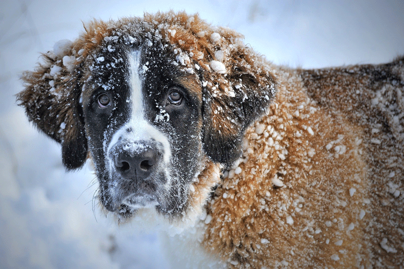 Saint-Bernard sous la neige