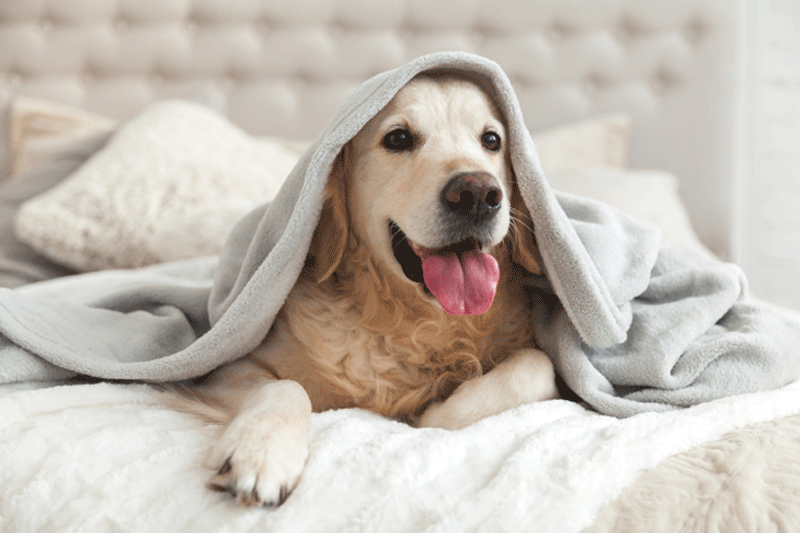 Chien au chaud sous la couette