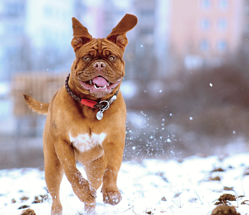 Chien heureux de courir dans la neige