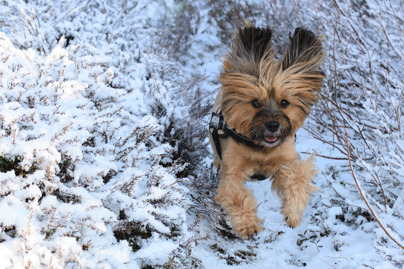 Petit chien court dans la neige