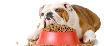 Alimentation Chien