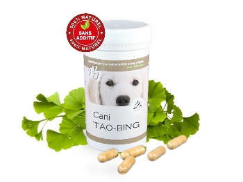 Allergie puces chien chat