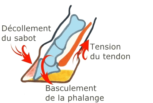 Fourbure cheval poney âne