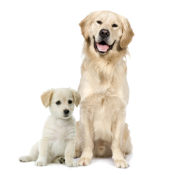 golden retriever puppy and dog
