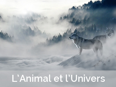 L'Animal et l'Univers