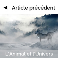 L'Animal et l'Univers