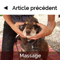 Massage canin sur Ebène