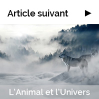 L'Animal et l'Univers