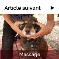 Massage canin sur Ebène