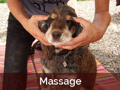 Massage canin sur Ebène