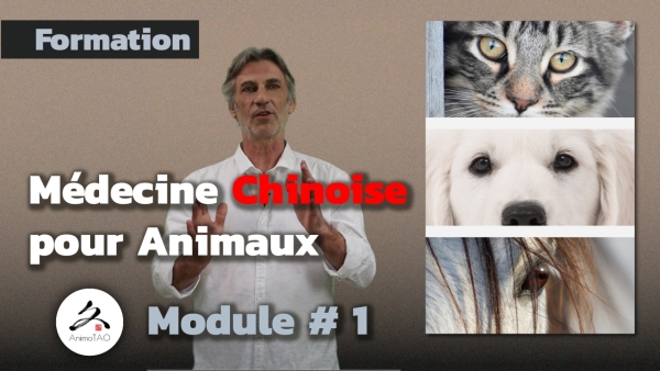 Formation en Médecine Chinoise Vétérinaire, pour chines, chats, chevaux