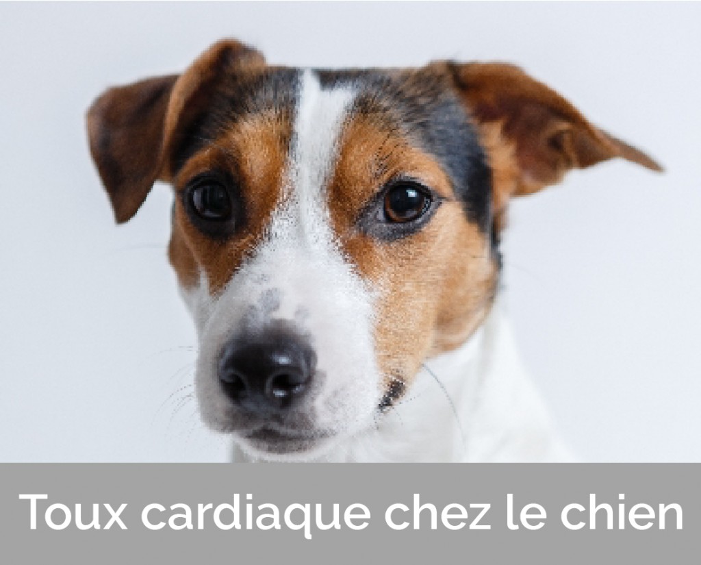 La toux cardiaque chez le chien