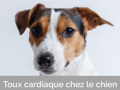 La toux cardiaque chez le chien